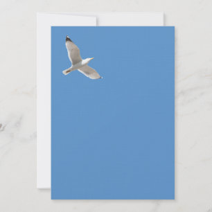 Flying gull
