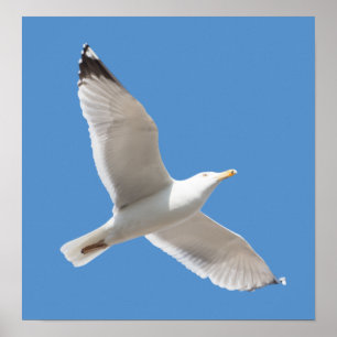 Flying gull poster