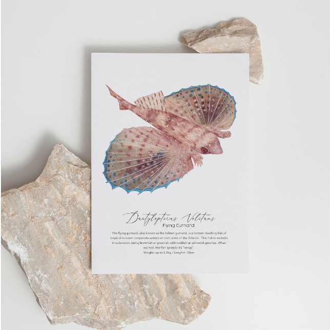 Flying Gurnard Postcard (Creator Uploaded)