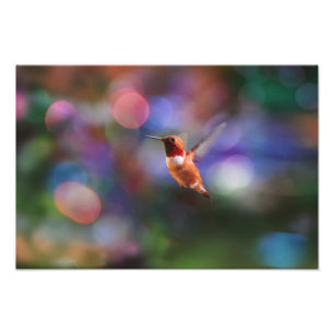 Flying Hummingbird and Colourful Background Photo Print