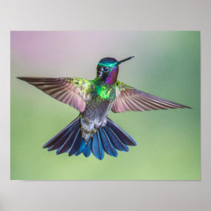 Flying Hummingbird Purple, Green & Blue Poster