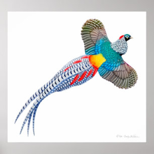 Flying Lady Amherst Pheasant Print