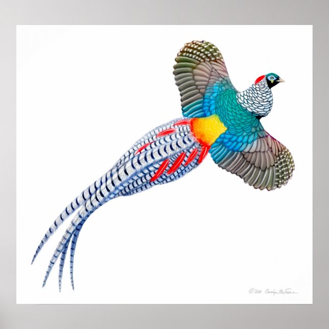 Flying Lady Amherst Pheasant Print (Front)