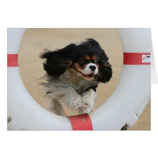 Flying Lia Tri Cavalier King Charles (Front Horizontal)