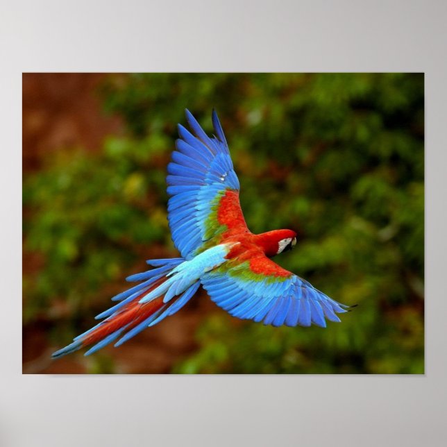 Flying Macaw Print (Front)