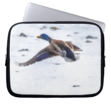 Flying Mallard Duck Drake 15 Wildlife Photo