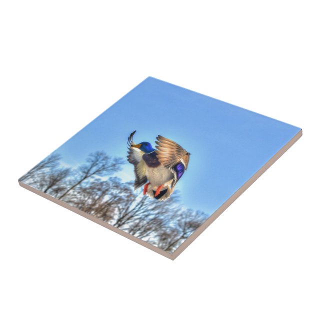 Flying Mallard Duck Drake Wildlife Photo Ceramic Tile (Side)