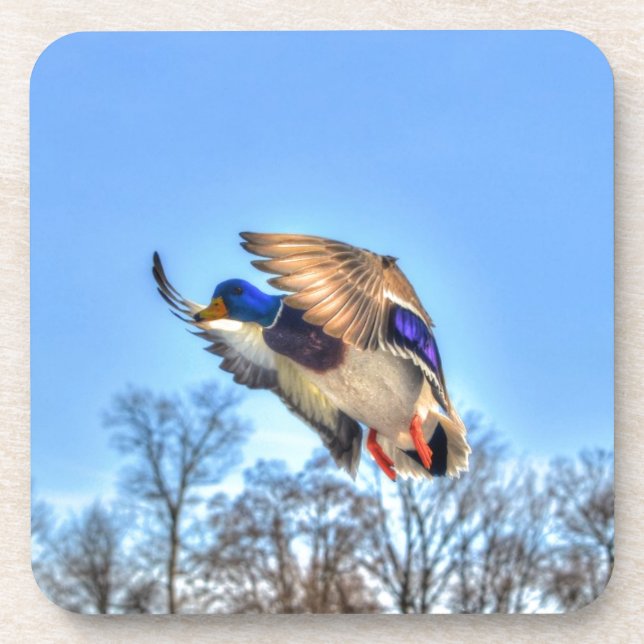 Flying Mallard Duck Drake Wildlife Photo Coaster (Front)