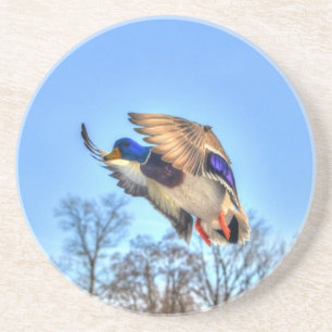 Flying Mallard Duck Drake Wildlife Photo Coaster