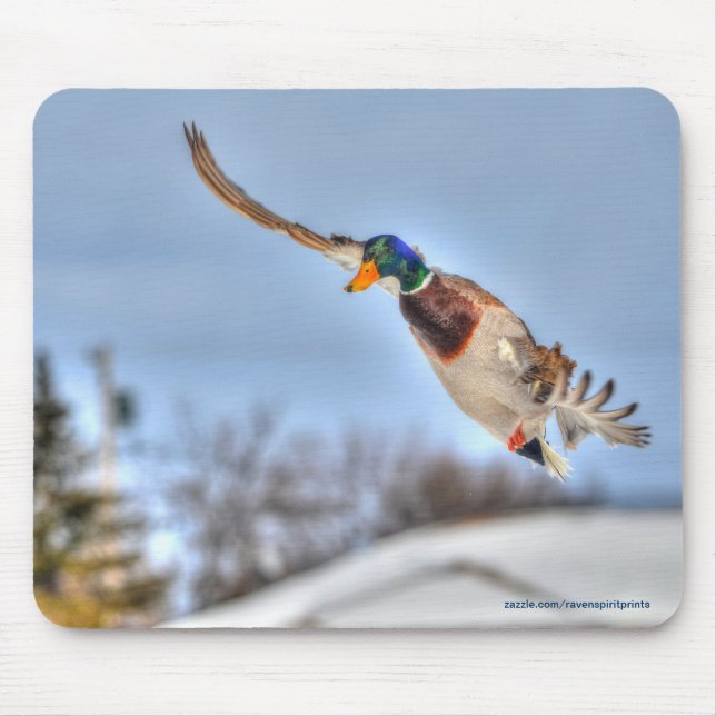 Flying Mallard Duck Drake Wildlife Photo Mouse Pad (Front)