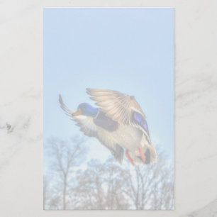 Flying Mallard Duck Drake Wildlife Photo Stationery