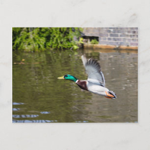 Flying Mallard Postcard