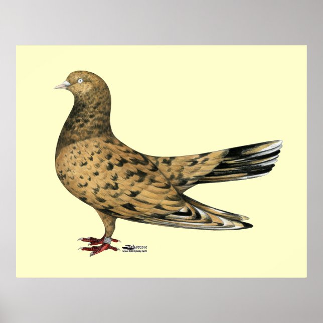 Flying Oriental Roller Pigeon Almond Poster (Front)