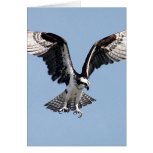 Flying Osprey