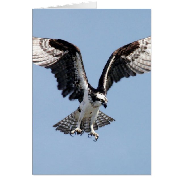 Flying Osprey (Front)