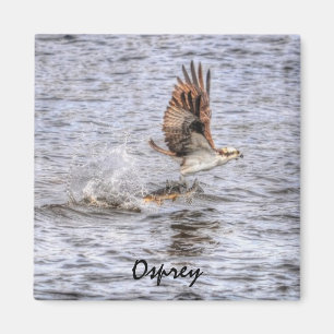 Flying Osprey & Fish HDR Wildlife Photo Gift Magnet