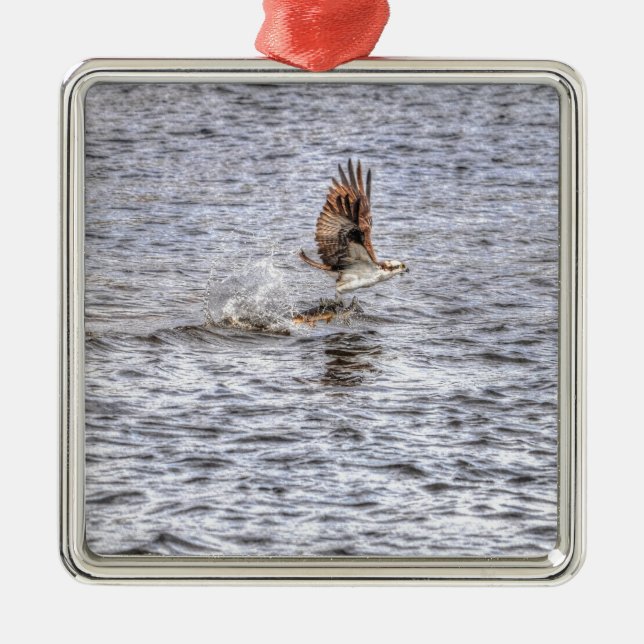 Flying Osprey & Fish HDR Wildlife Photo Gift Metal Tree Decoration (Front)