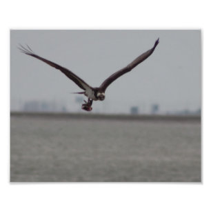Flying Osprey Photo Print
