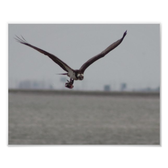Flying Osprey Photo Print (Front)