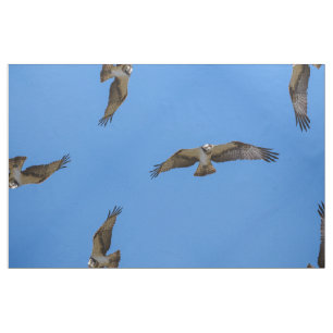 Flying osprey with a target in sight fabric