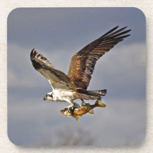 Flying Osprey with Walleye Fish HDR Photo Coaster