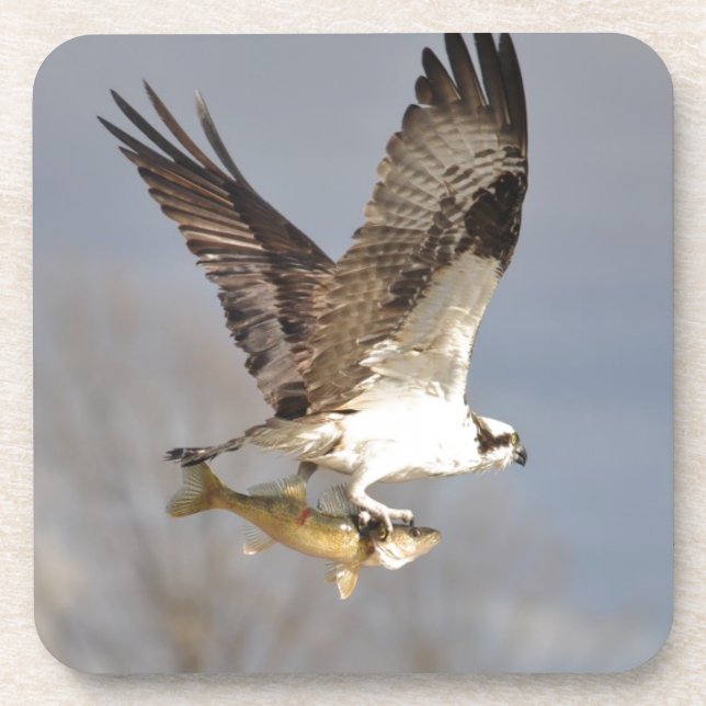 Flying Osprey with Walleye Fish HDR Photo Coaster (Front)