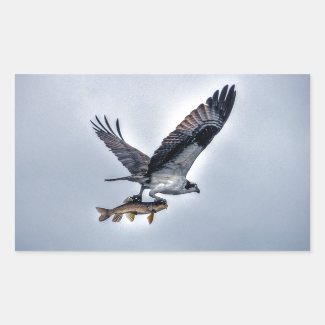 Flying Osprey with Walleye Fishing HDR Photo Rectangular Sticker (Front)