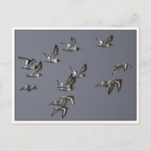 Flying Oystercatchers Nature Photo Postcard