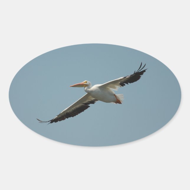 Flying Pelican 4 Sticker (Front)