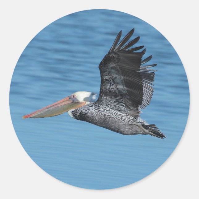Flying Pelican 8 Sticker (Front)