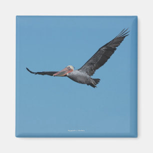 Flying Pelican Magnet 10