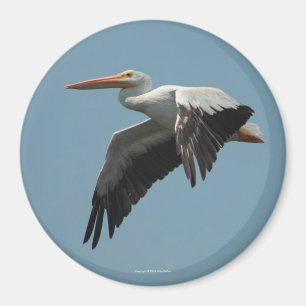 Flying Pelican Magnet 5