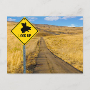 Flying Pig Sign Postcard