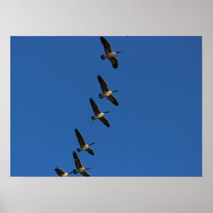 Flying Poster