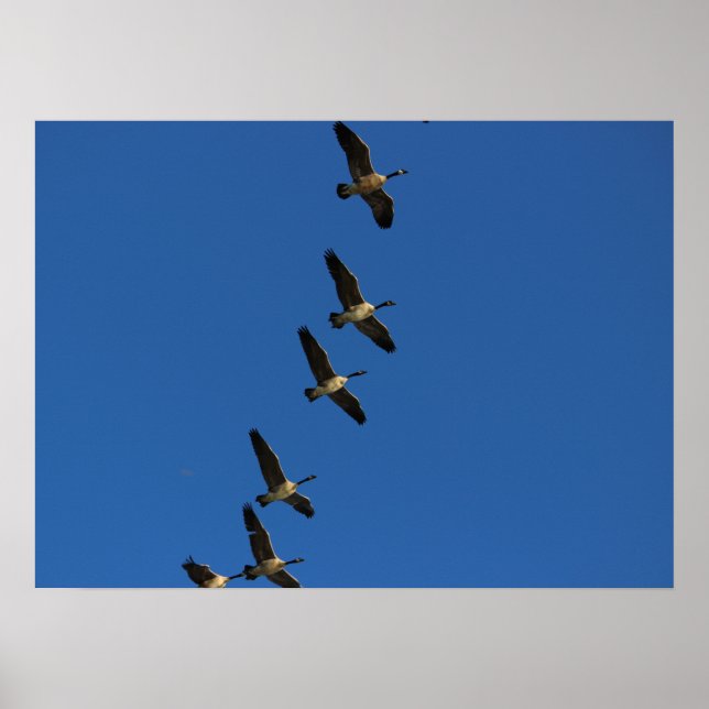 Flying Poster (Front)