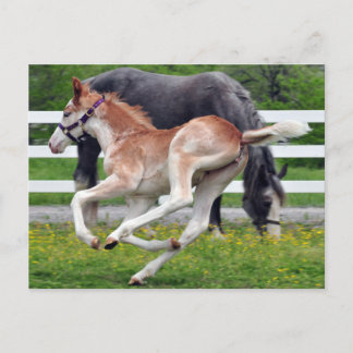 Flying Red Roan Colt Postcard