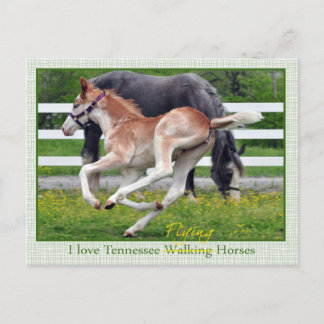 Flying Red Roan Postcard