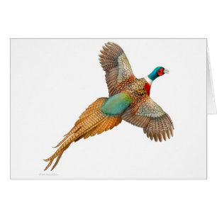 Flying Ringneck Pheasant Card