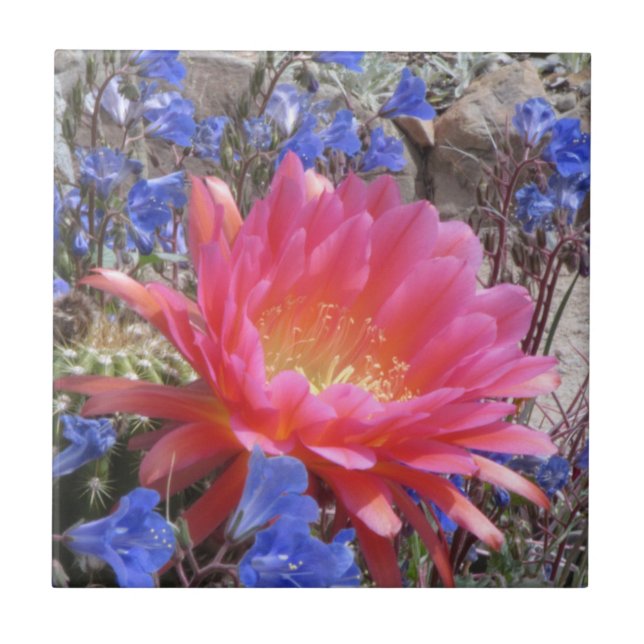Flying Saucer Cactus Bloom Ceramic Tile (Front)
