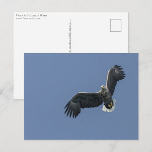 Flying Sea Eagle Postcard