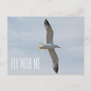 Flying seagull postcard