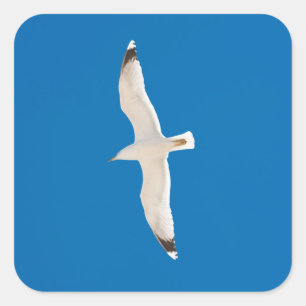 Flying seagull square sticker