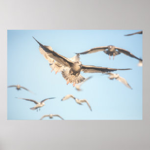 Flying Seagulls Poster