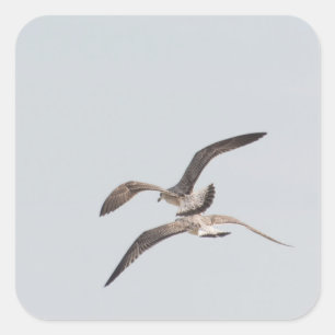 Flying seagulls square sticker