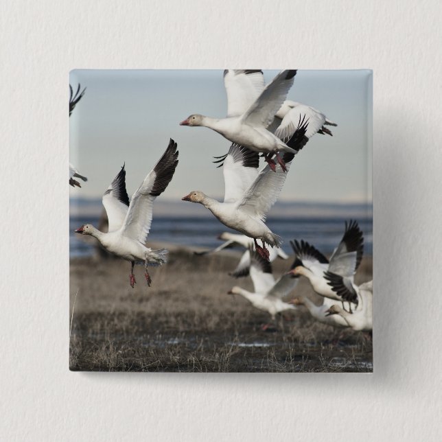 Flying Snow Geese 15 Cm Square Badge (Front)