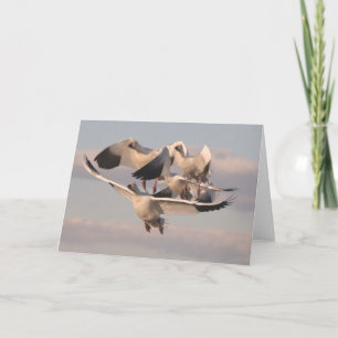 Flying Snow Geese Card