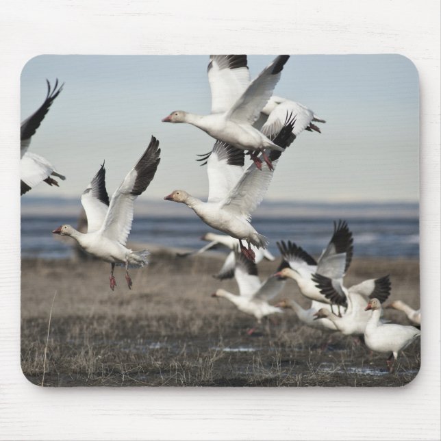 Flying Snow Geese Mouse Pad (Front)