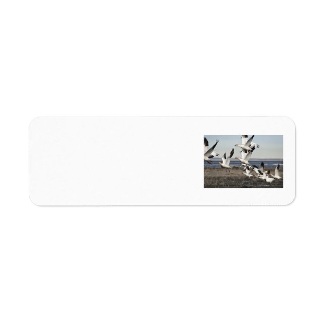 Flying Snow Geese Return Address Label (Front)