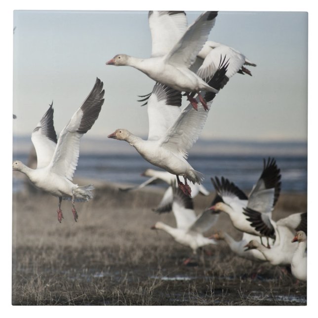 Flying Snow Geese Tile (Front)