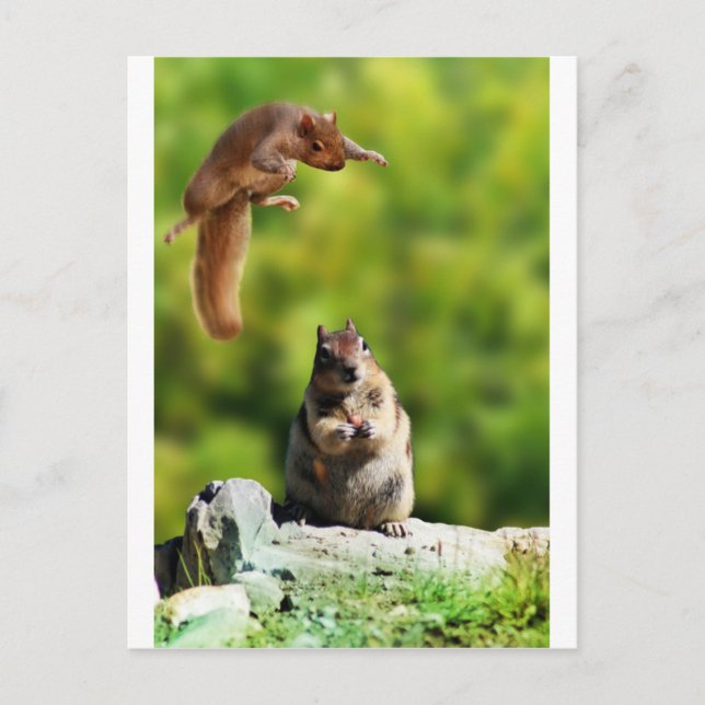 Flying squirrel postcard (Front)